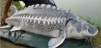 pesce storione