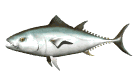 tuna